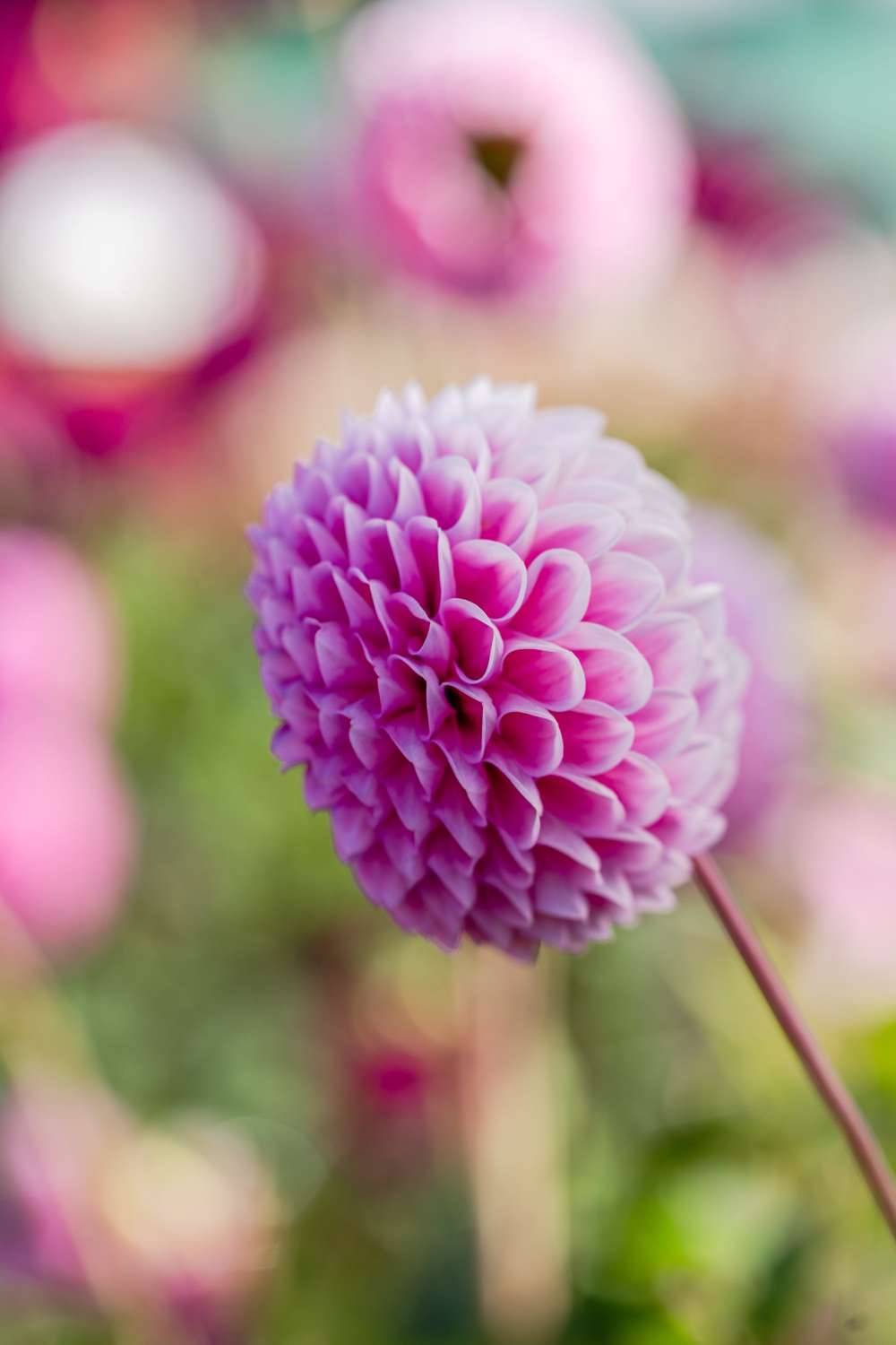 Dahlia 'Sweet Fabienne'